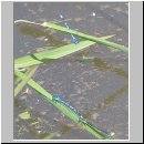 Coenagrion puella - Hufeisen-Azurjungfer m05.jpg